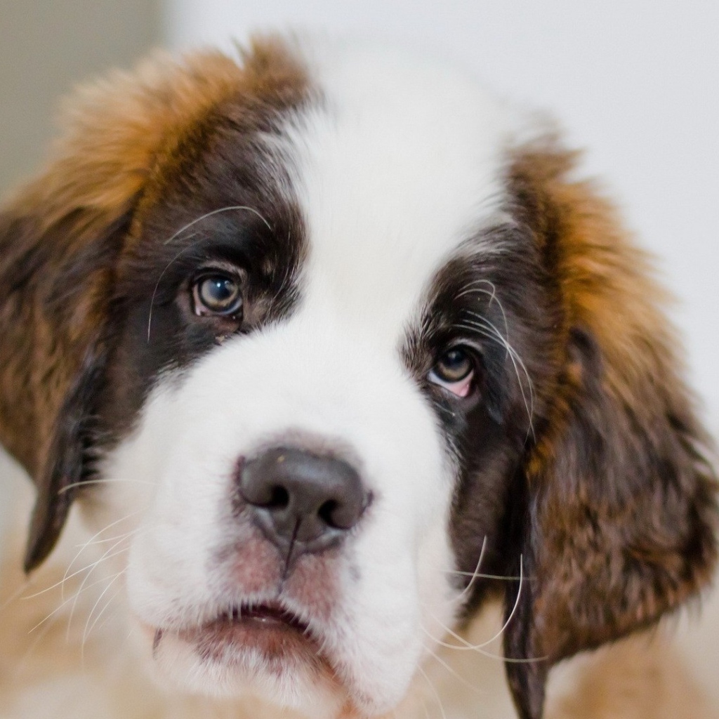 Грустный щенок сенбернара