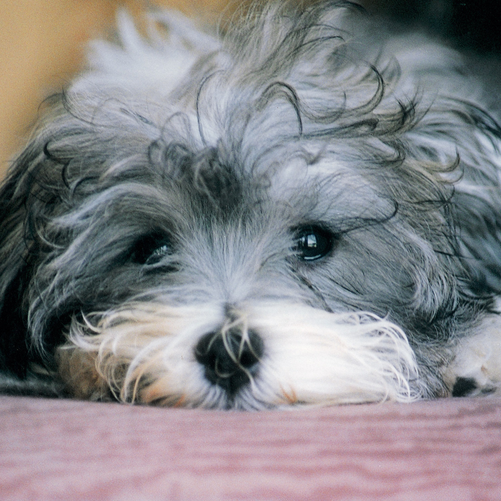 Грустная русская болонка