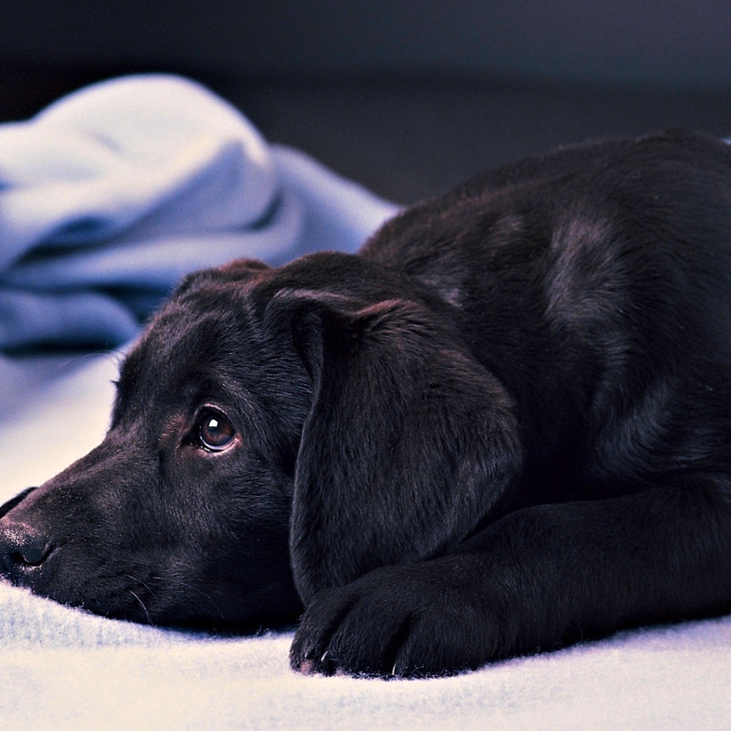 Грустный черный лабрадор