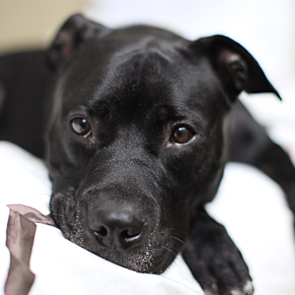 Грустный черный питбуль