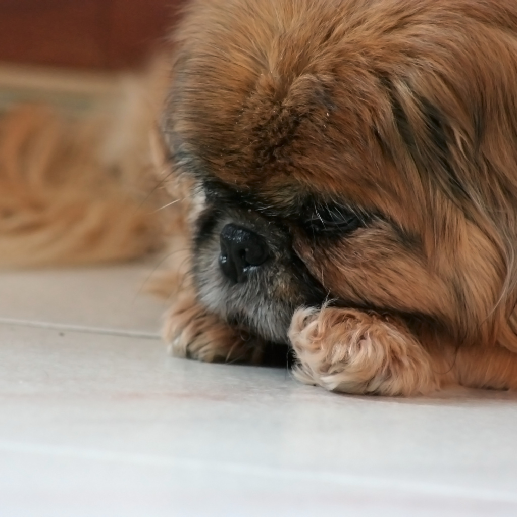 Грустный коричневый пекинес