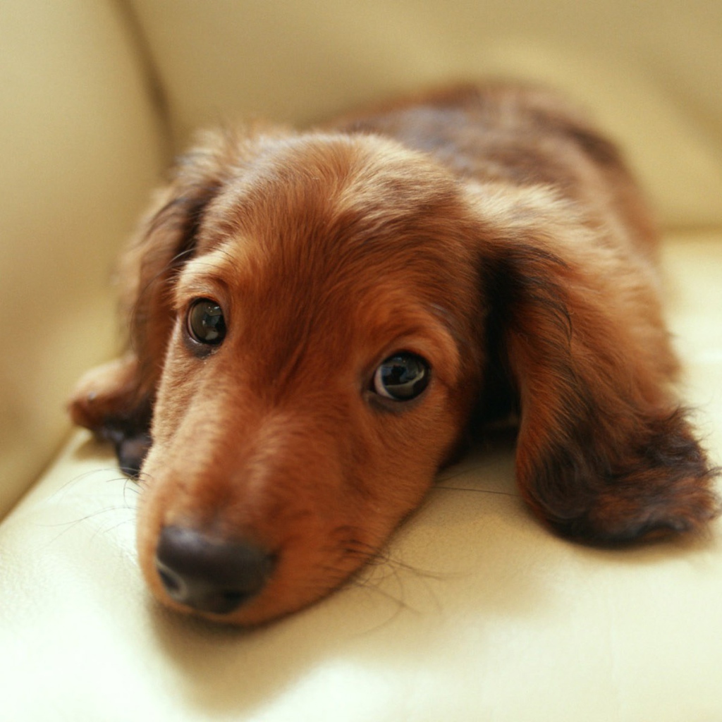 Грустная такса лежит на диване