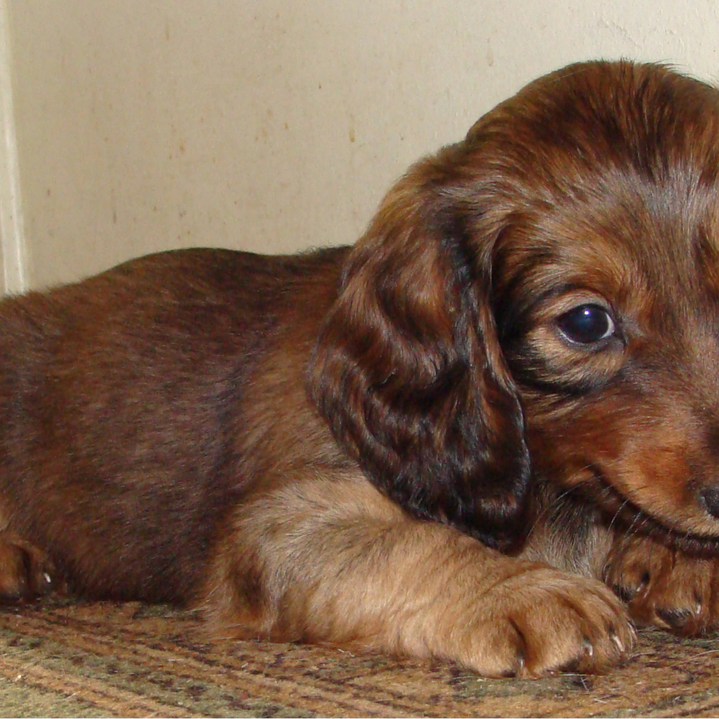 Грустный щенок таксы