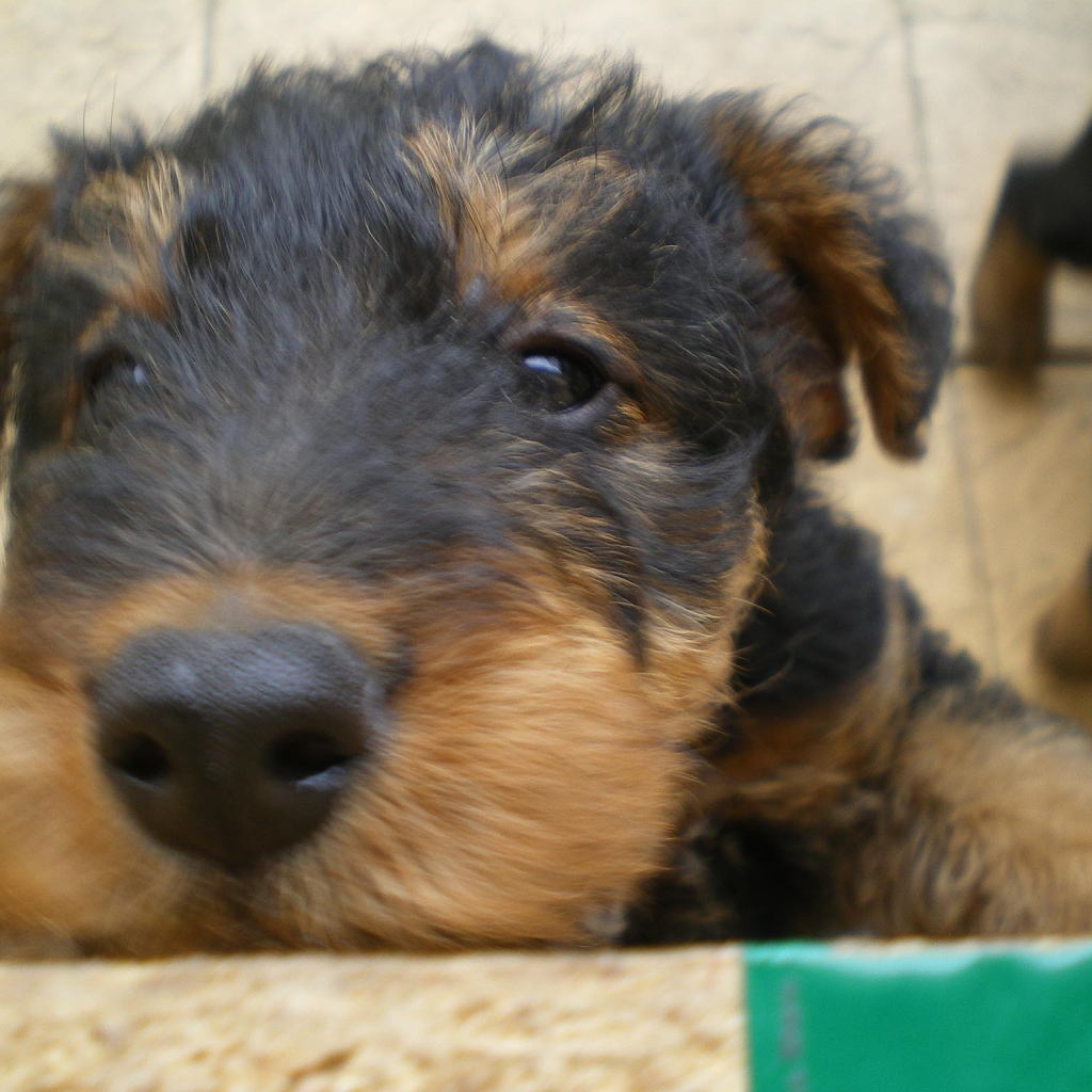 Грустный пес эрдельтерьер