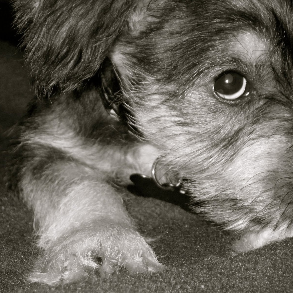 Грустная собака шнауцер