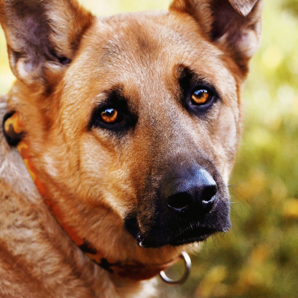 Грустный взгляд собаки