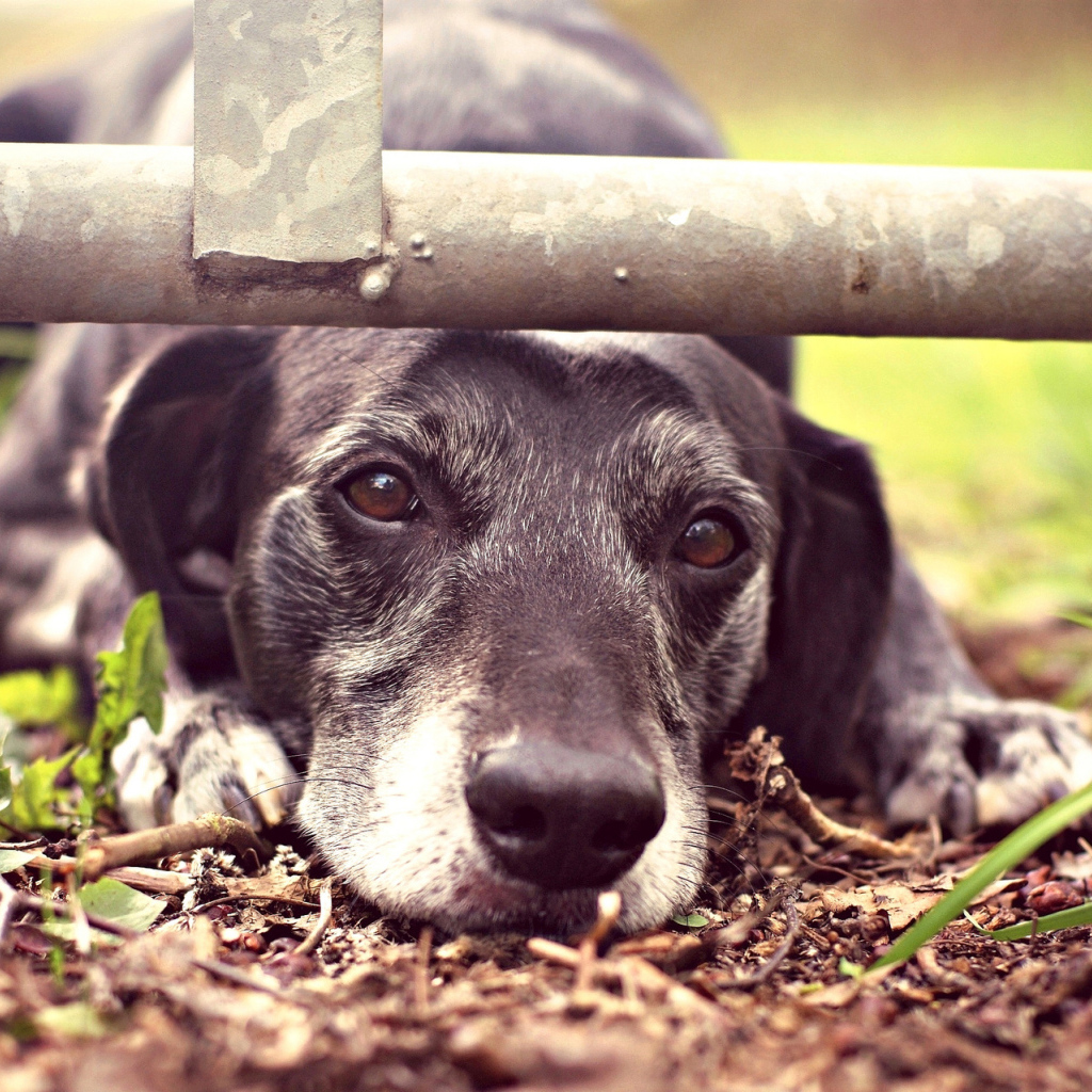 Грустный взгляд собаки