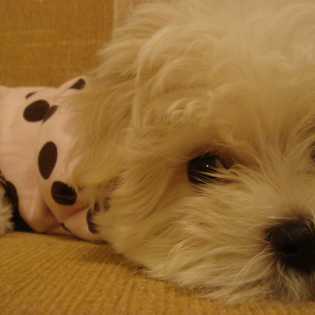 Грустные глаза у болонки