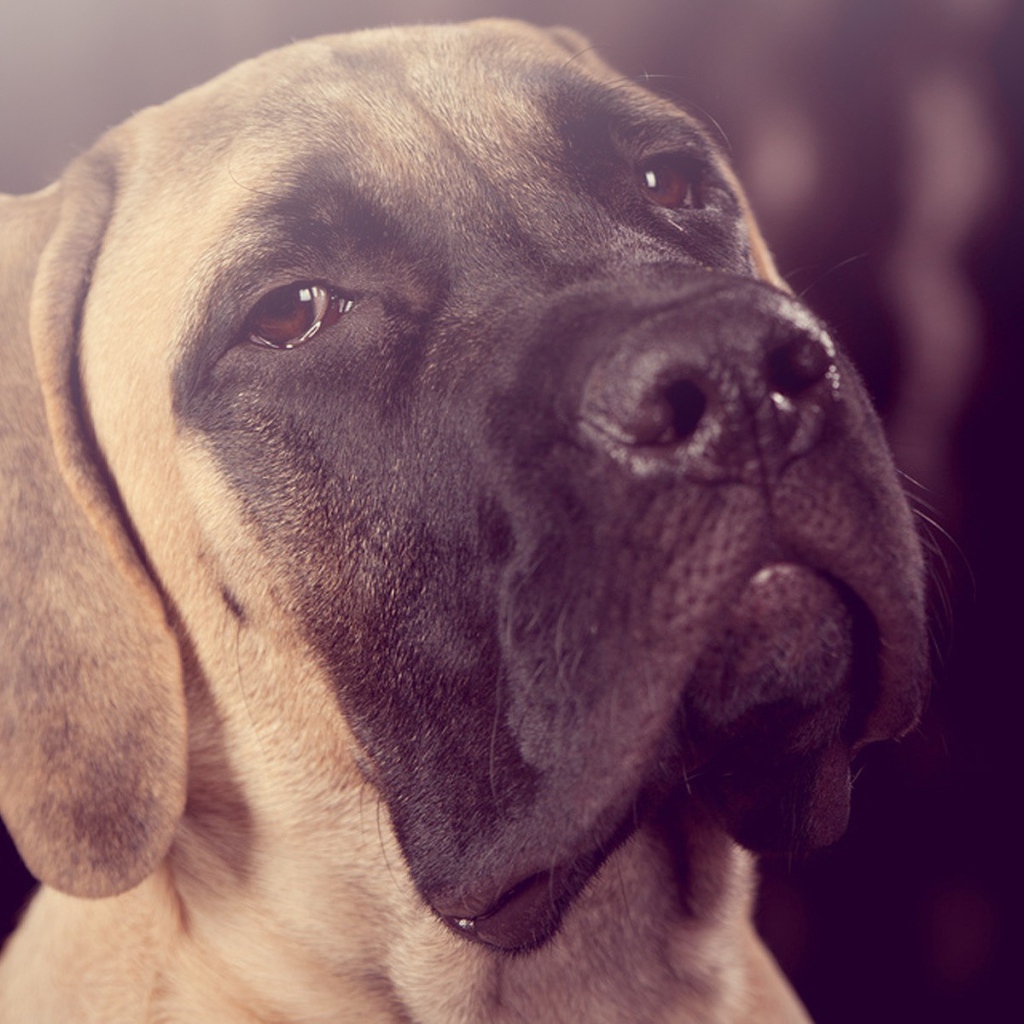 Грустный взгляд собаки