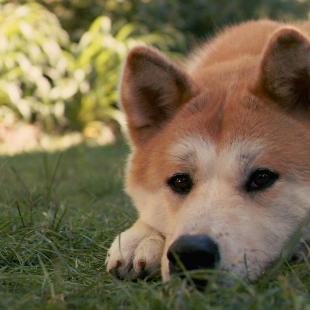 Грустная лайка лежит на траве