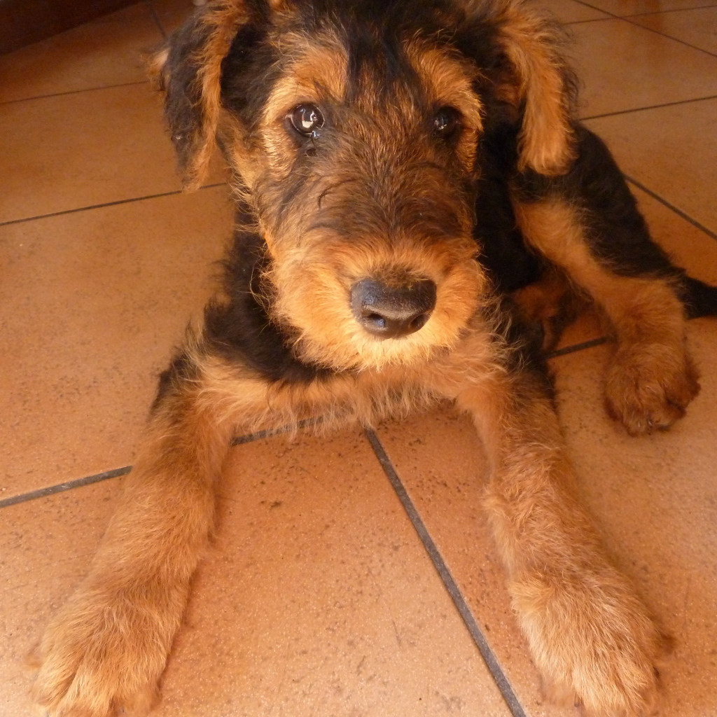 Грустный щенок эрдельтерьера