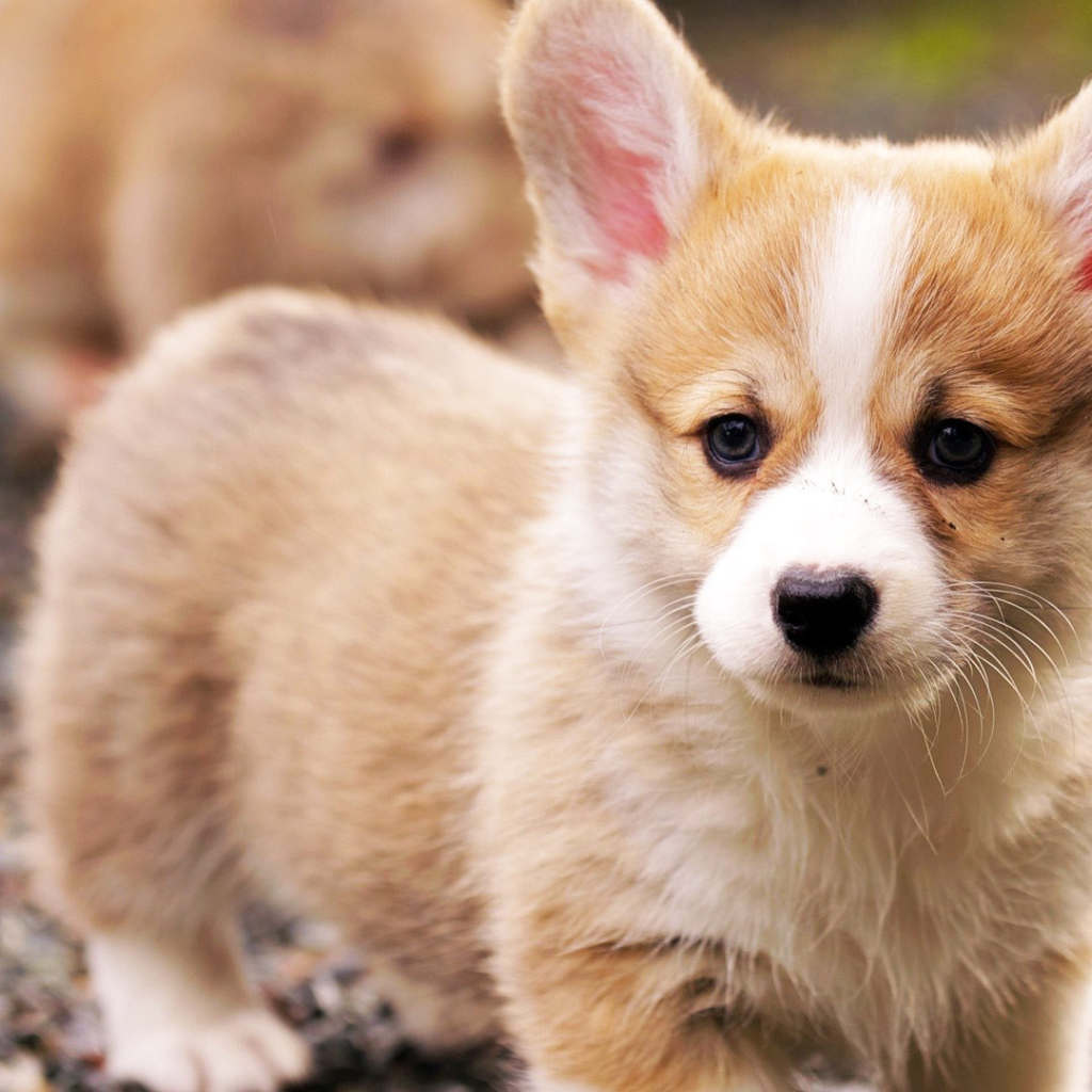 Грустный щенок вельш-корги