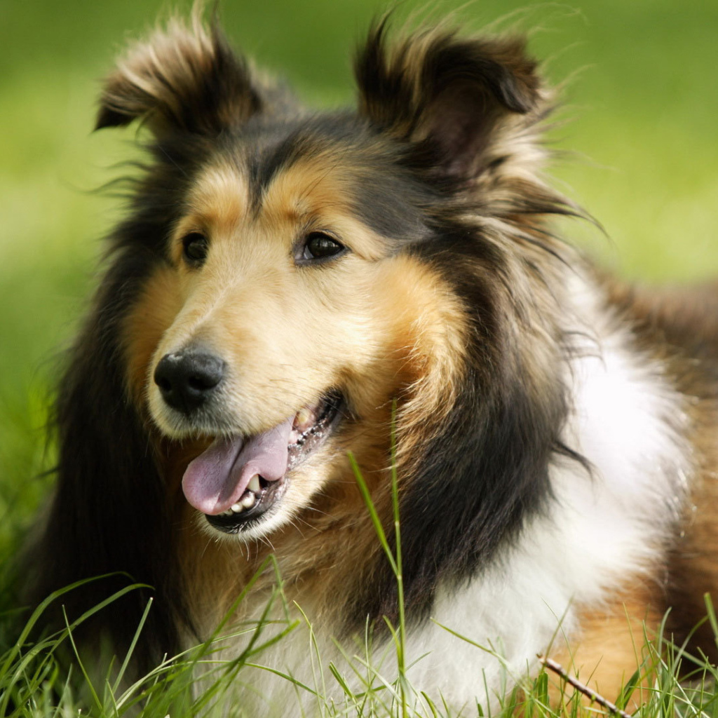 Грустный взгляд колли