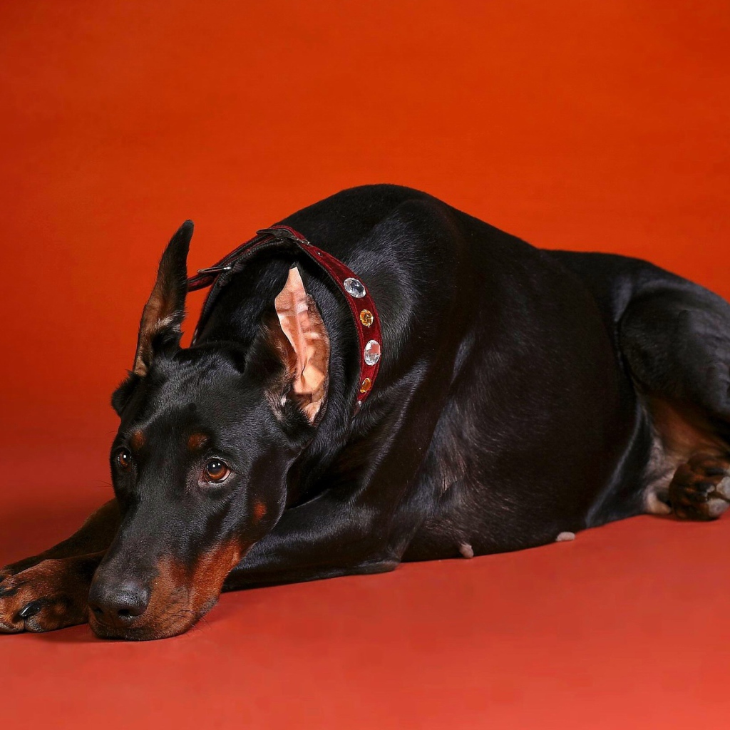 Грустный взгляд добермана