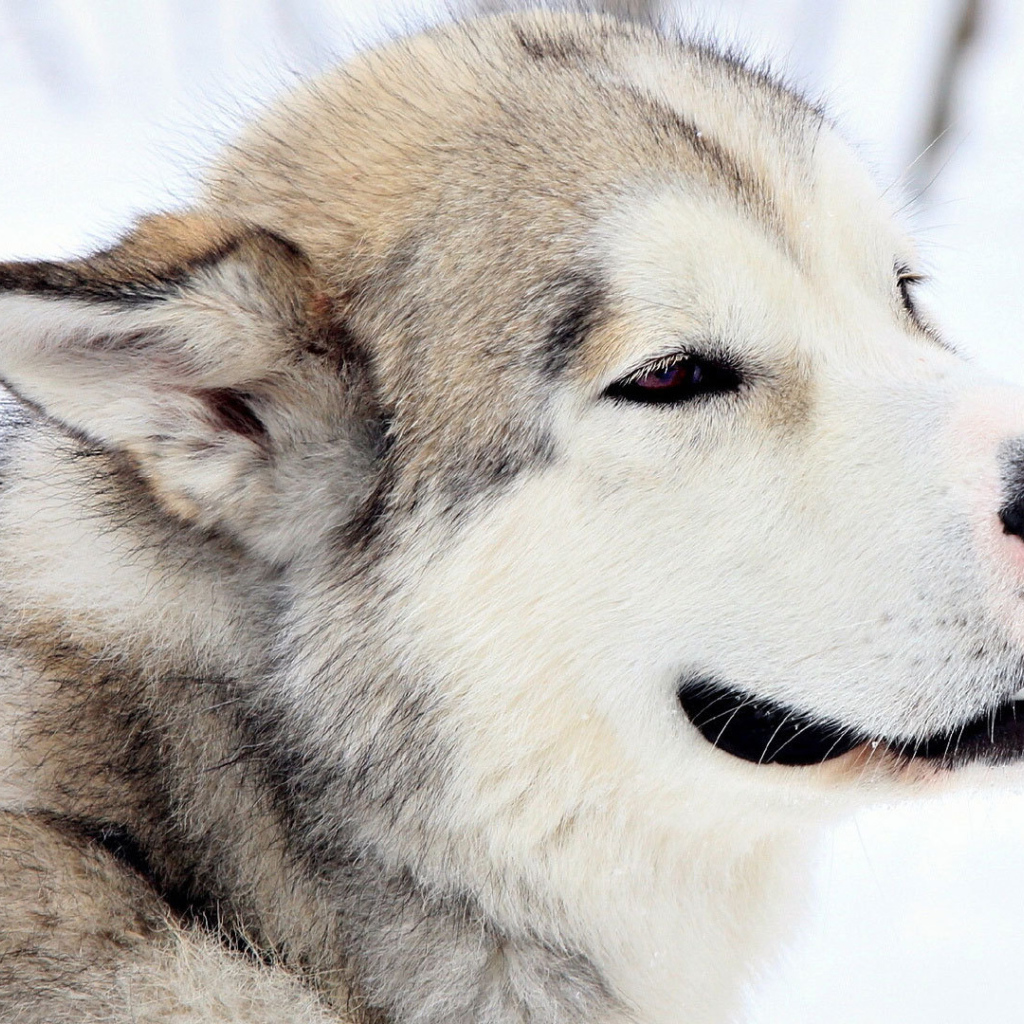 Грустный взгляд лайки