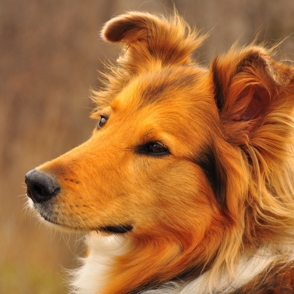 Грустный взгляд рыжей колли