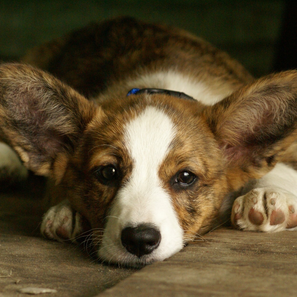 Грустный вельш-корги