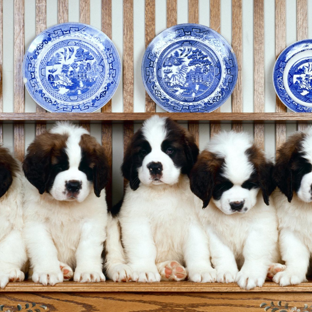 Семья щенков сенбернара