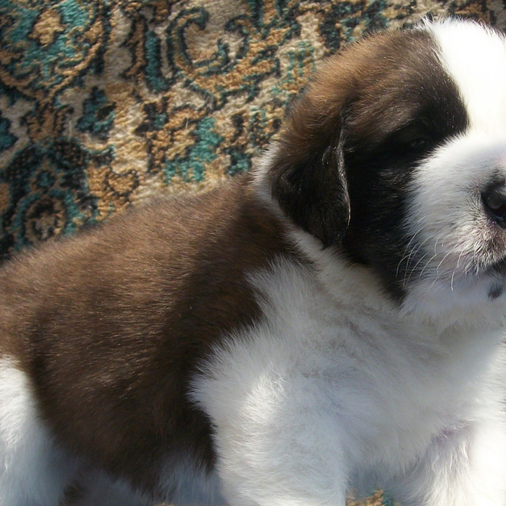 Щенок сенбернара на фоне ковра