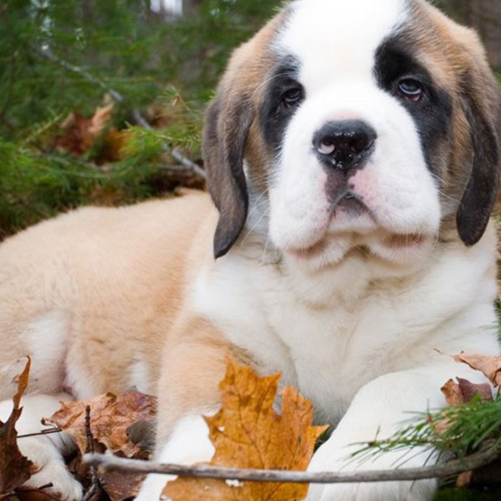 Щенок сенбернара в лесу