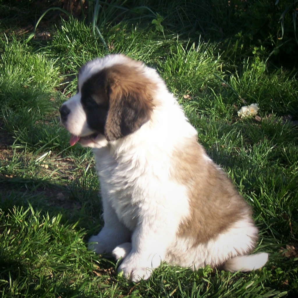 Щенок сенбернара на траве