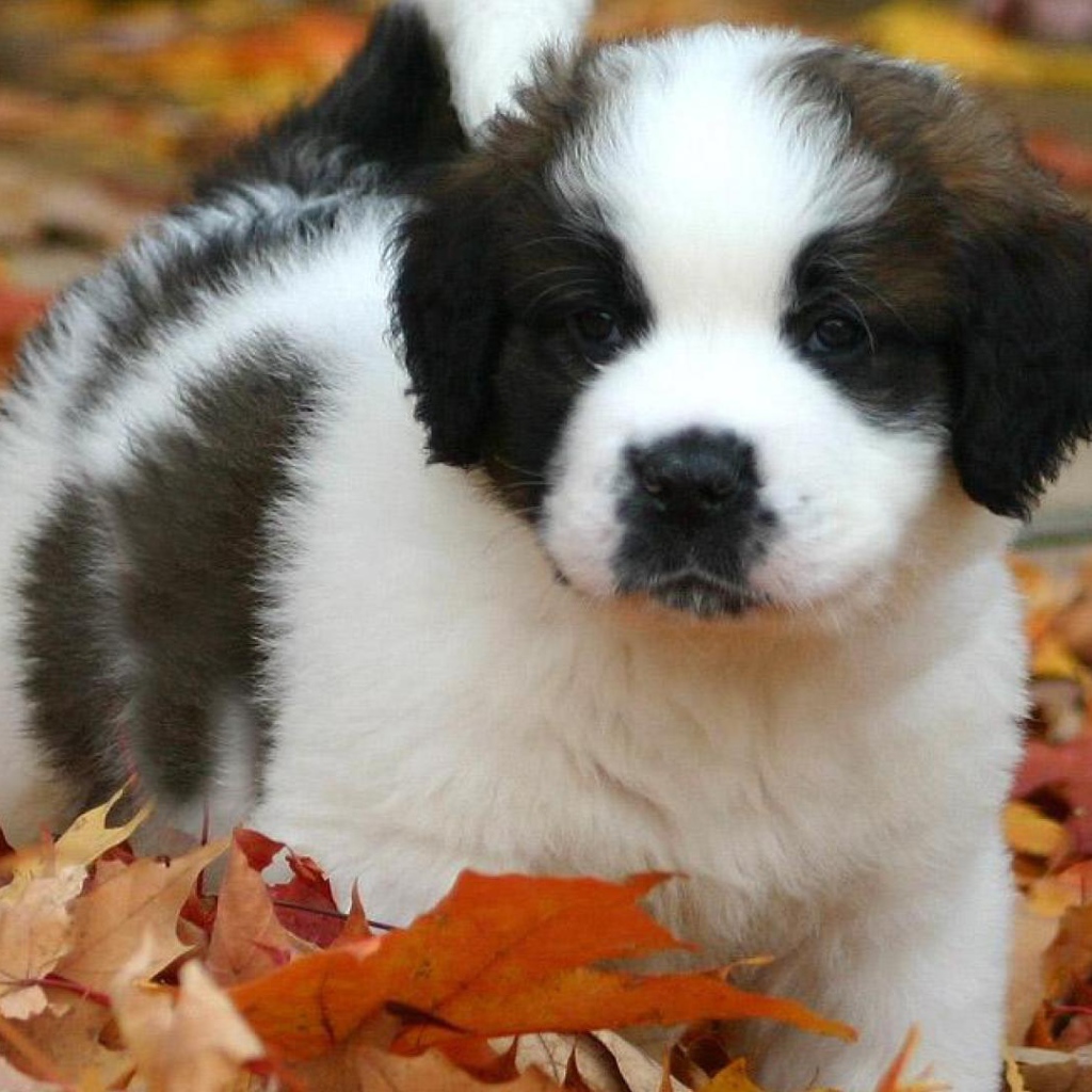 Щенок сенбернара в листьях