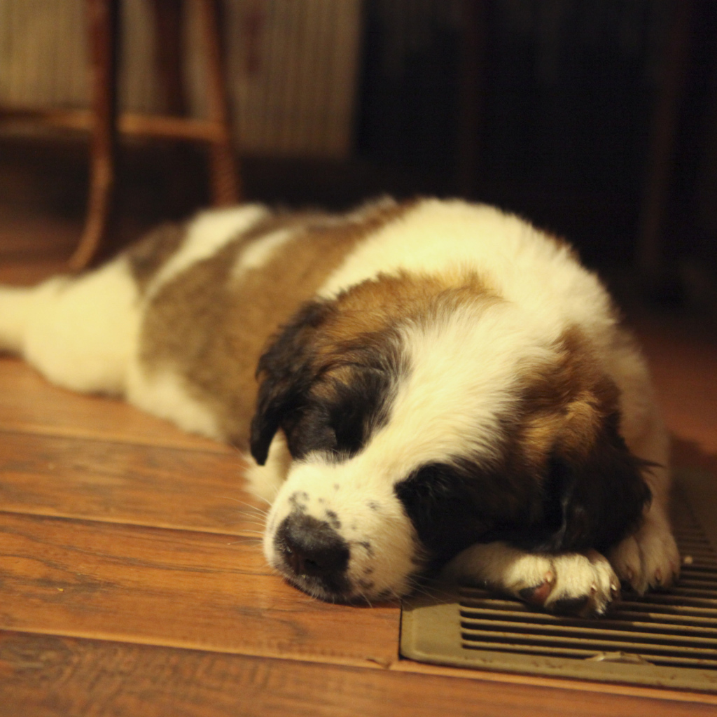 Щенок сенбернара спит