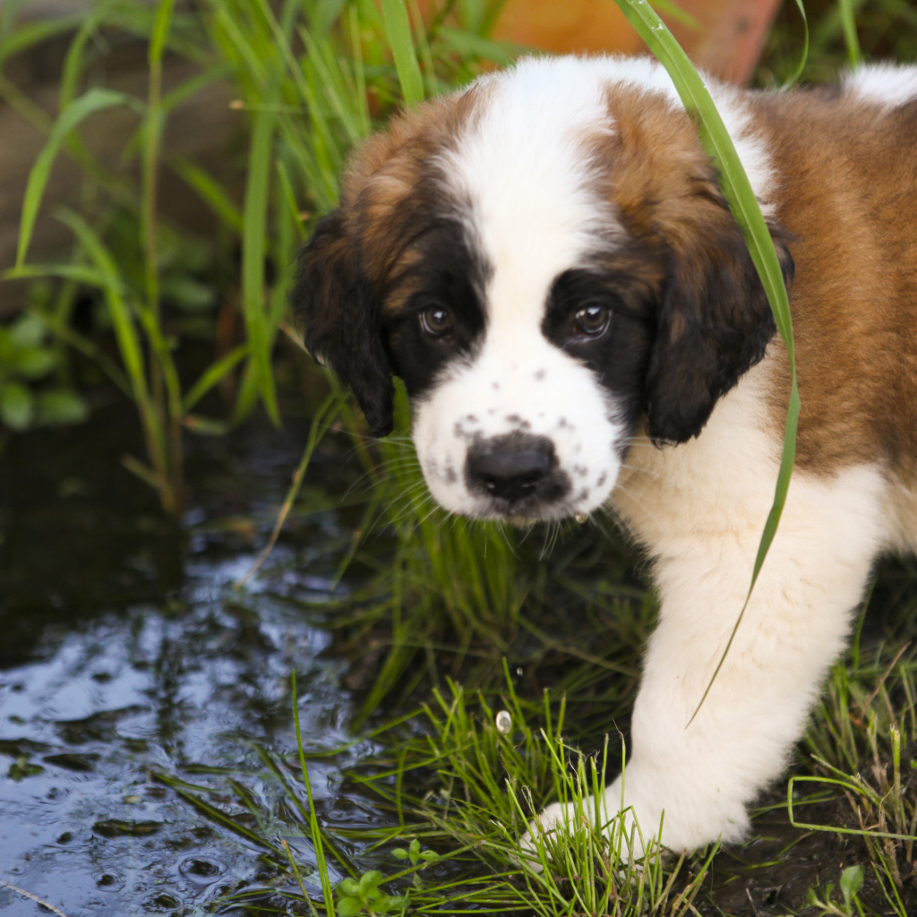 Щенок сенбернара у ручья