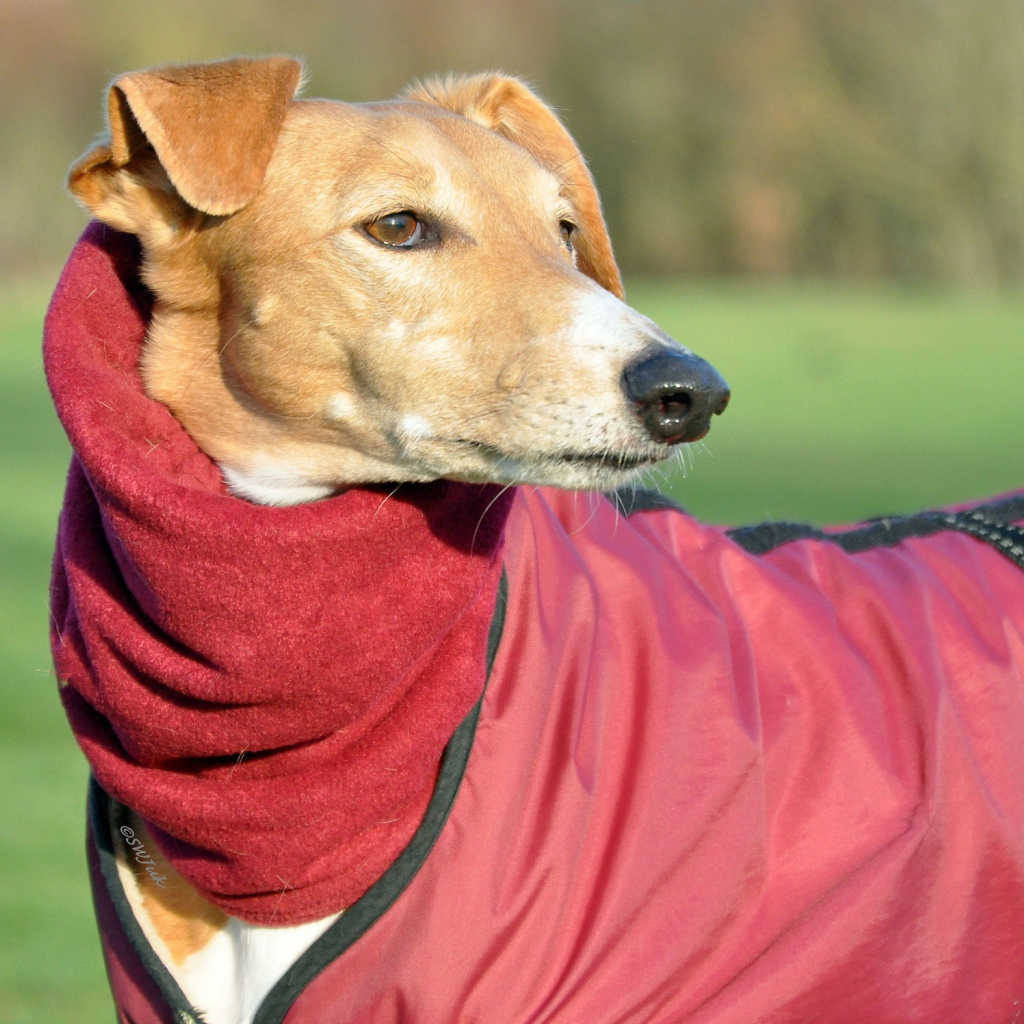Пес салюки в теплом наряде
