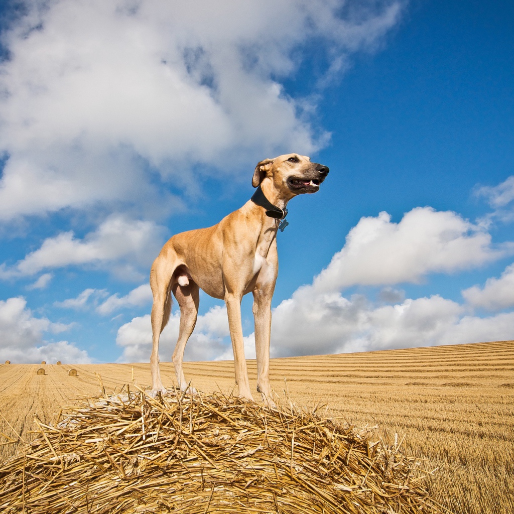 Пес салюки на убранном поле