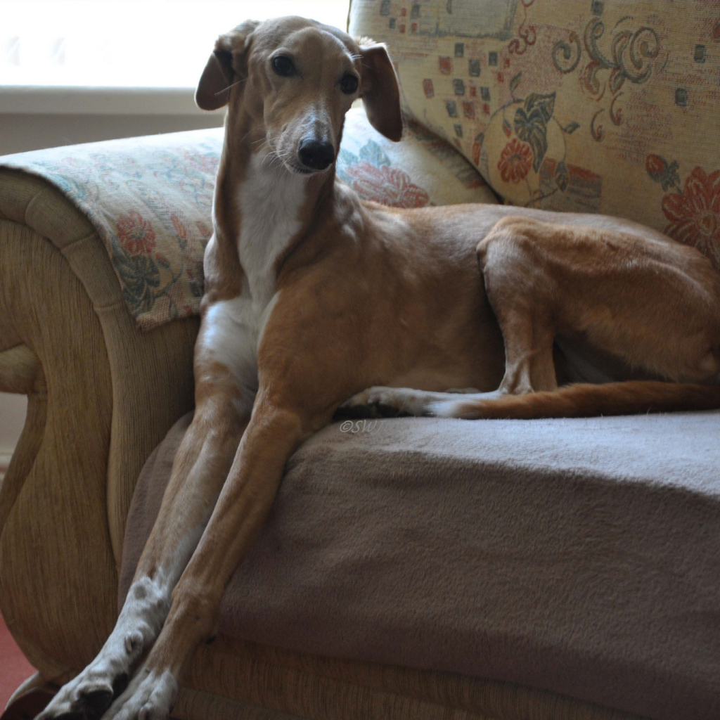 Собака салюки на диване