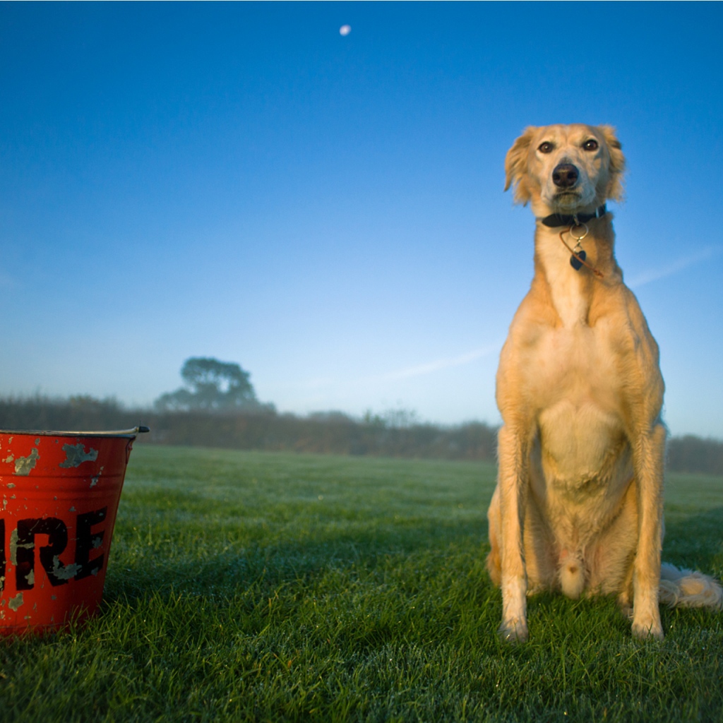 Собака салюки с пожарным ведром