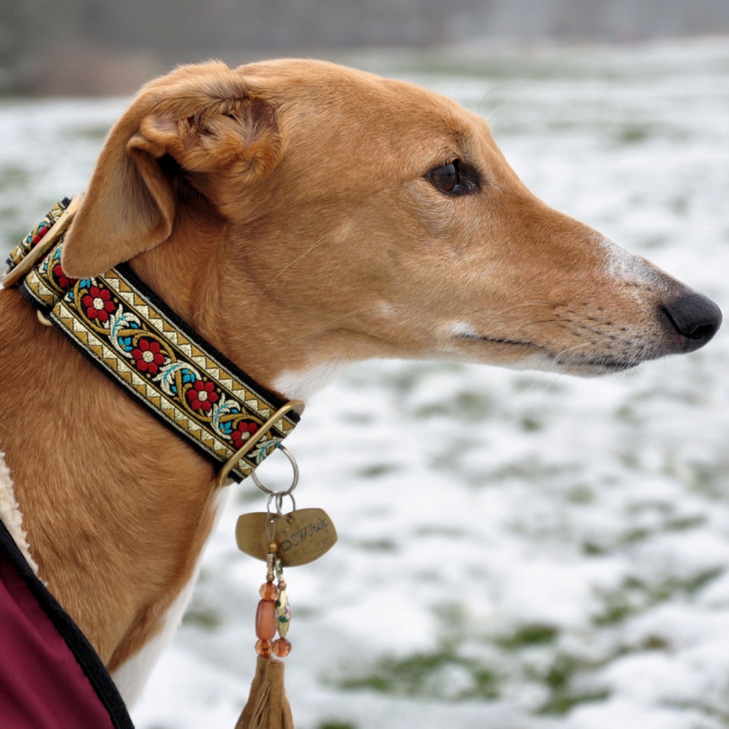 Салюки в красивом ошейнике