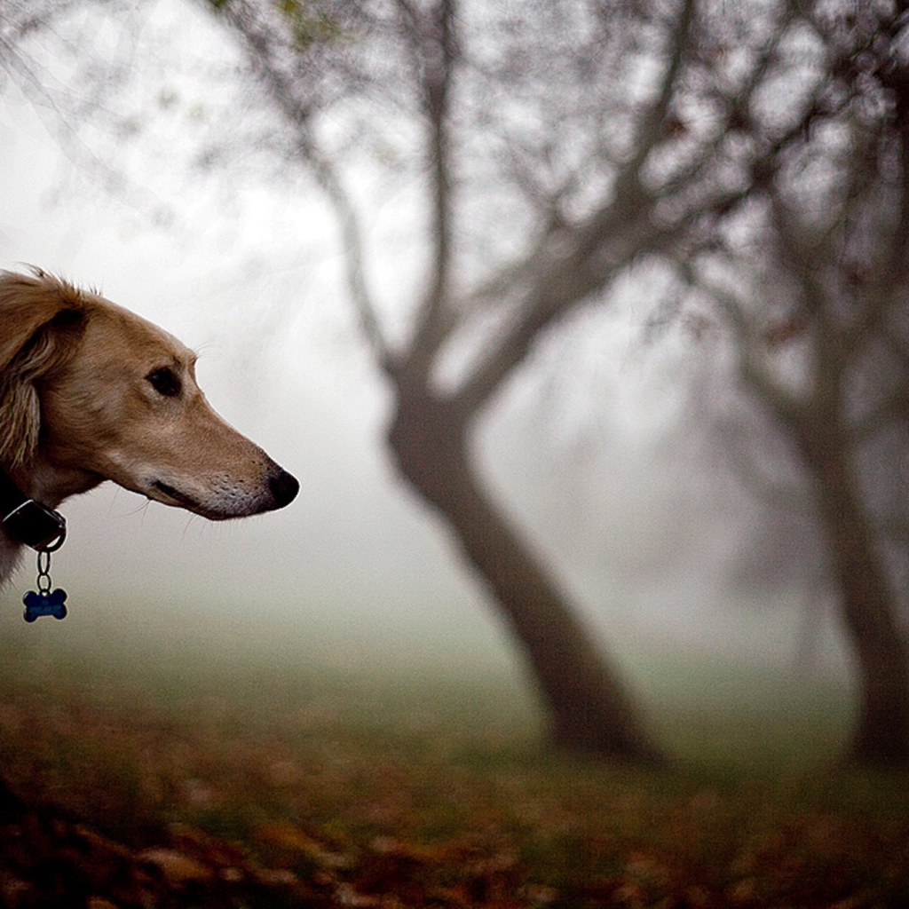 Салюки в лесу