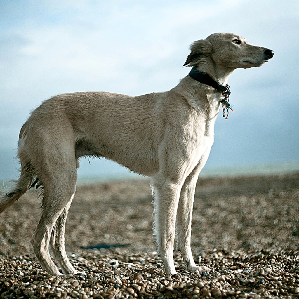 Салюки на гальке