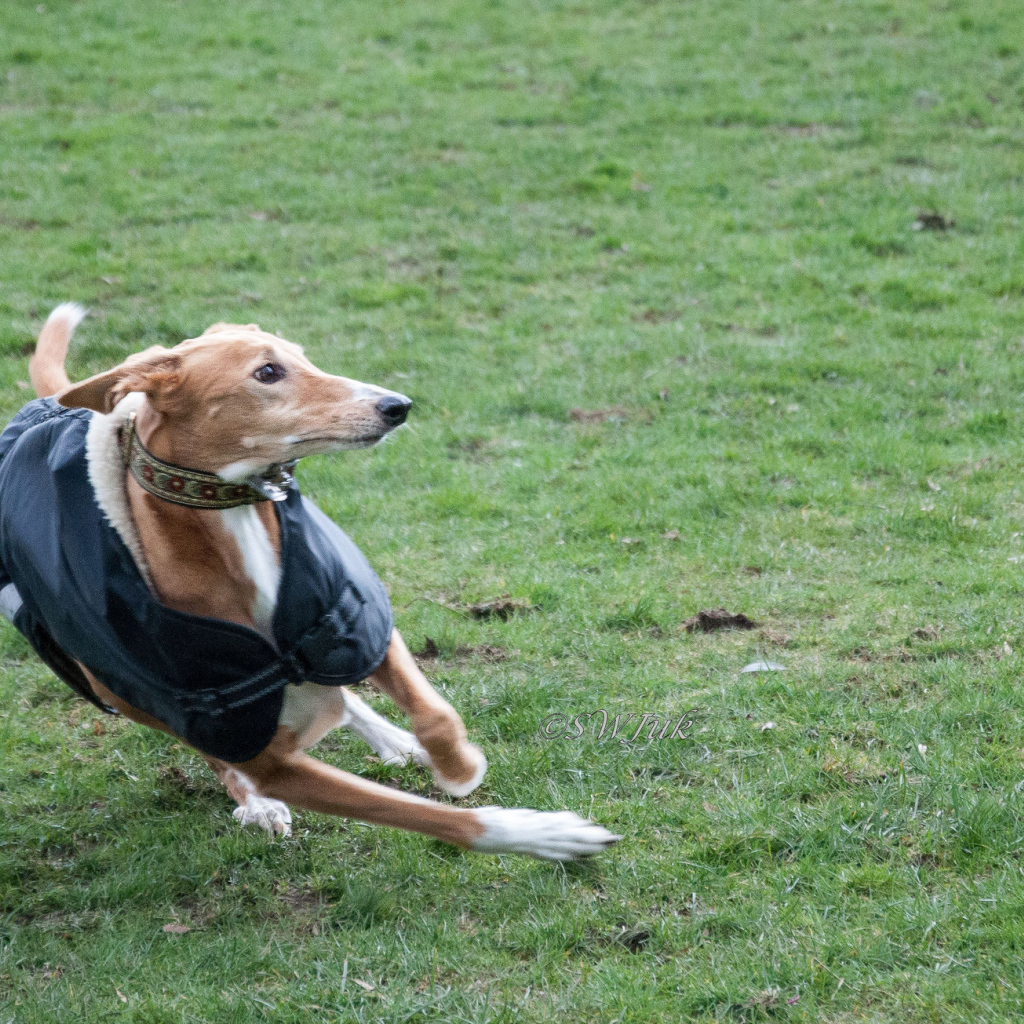 Салюки быстро бегает