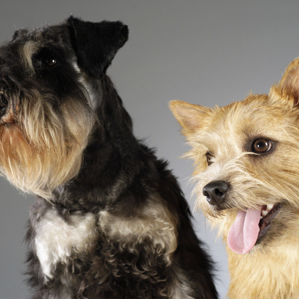 Шнауцер и терьер