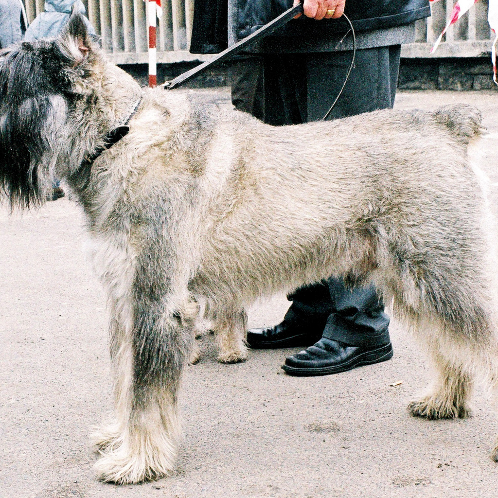 Шнауцер на выставке собак