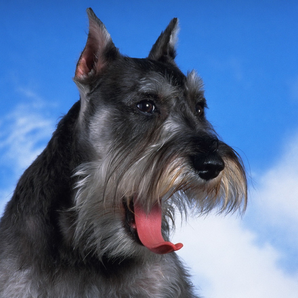 Черный шнауцер на фоне неба