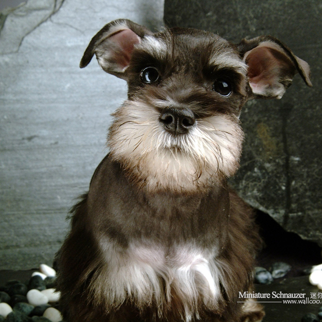 Собака шнауцер коричневого цвета