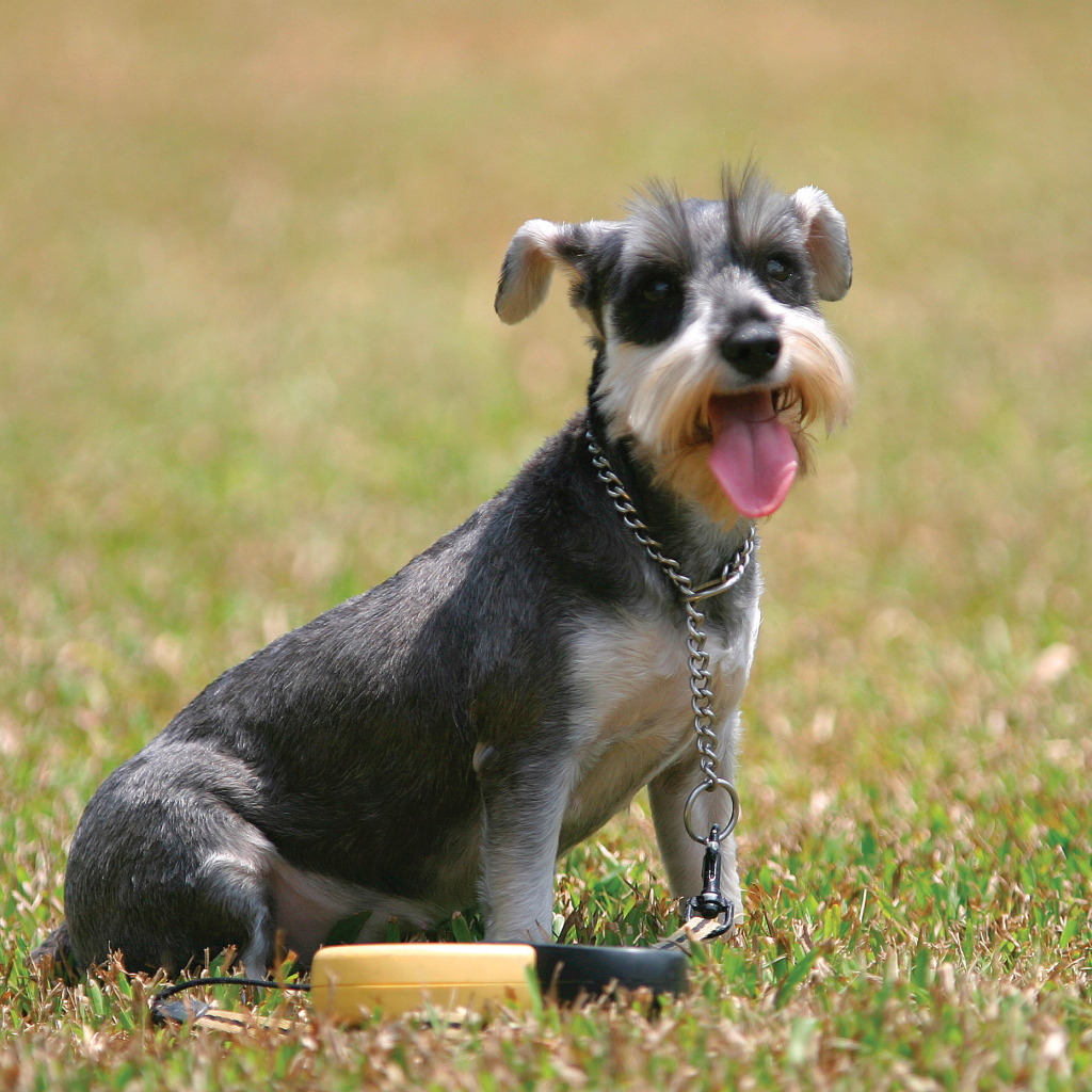 Собака шнауцер на поляне