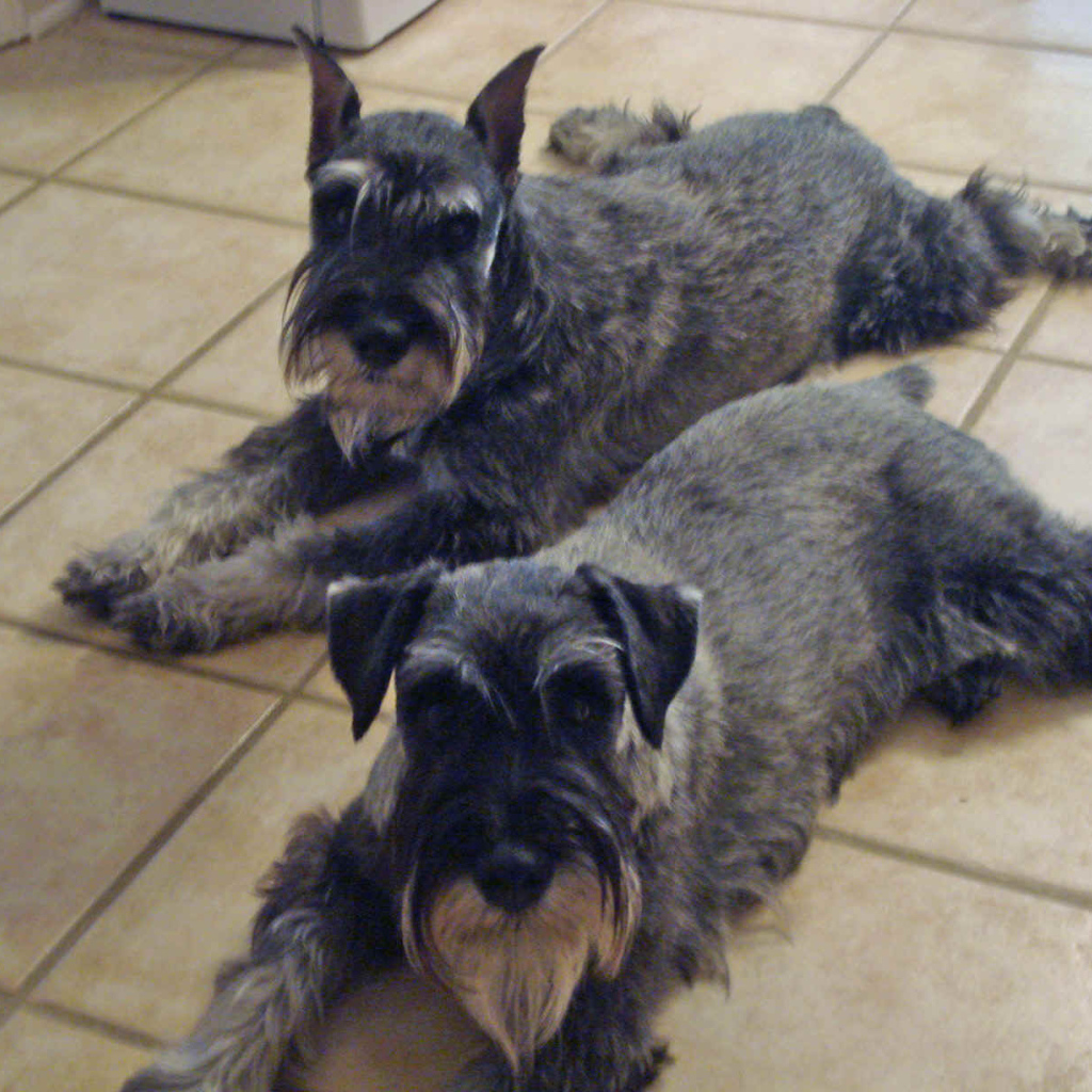 Собаки шнауцеры лежат на полу