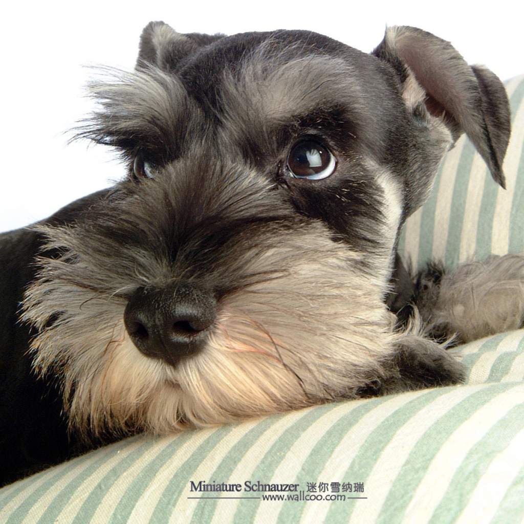 Шнауцер лежит на перине