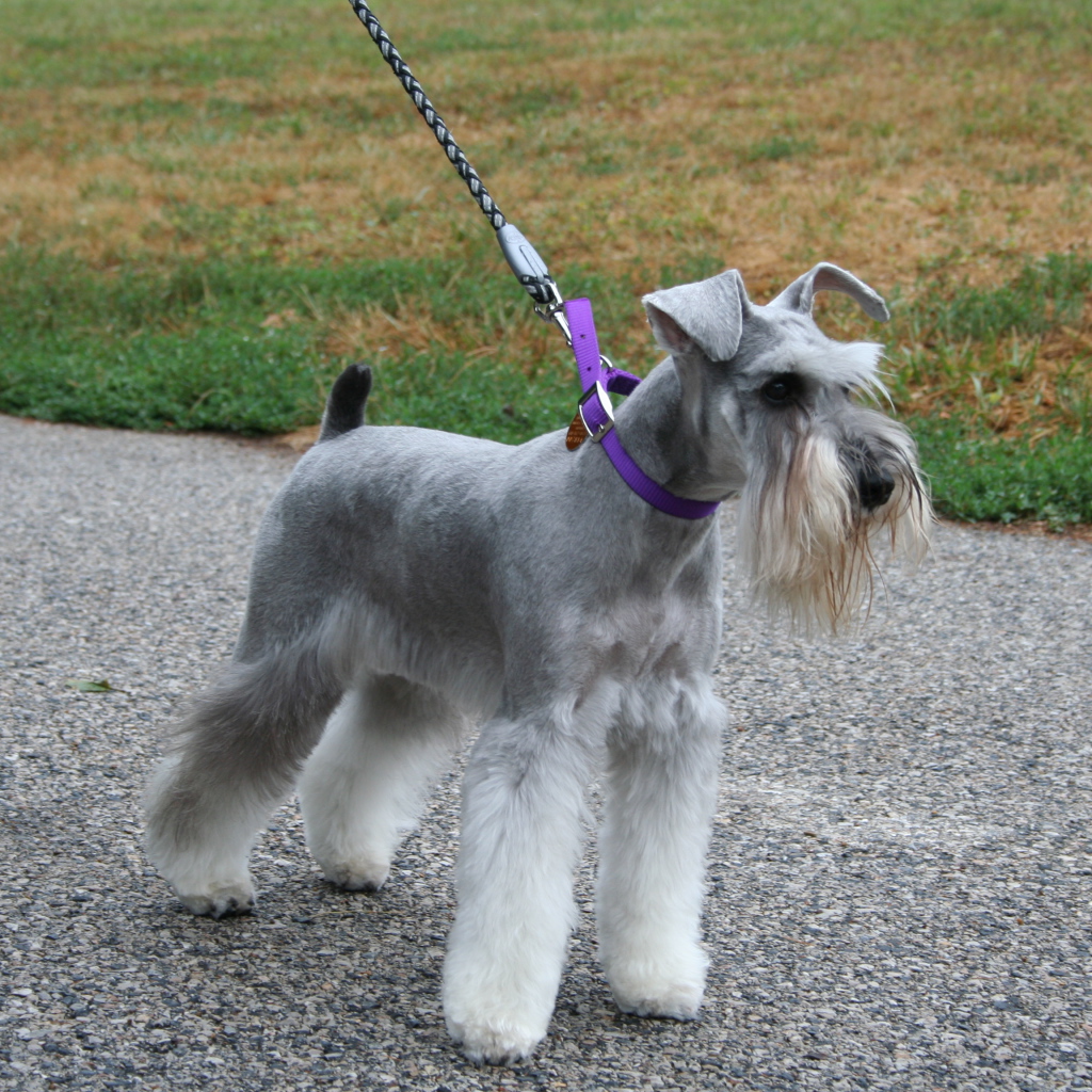 Шнауцер на прогулке