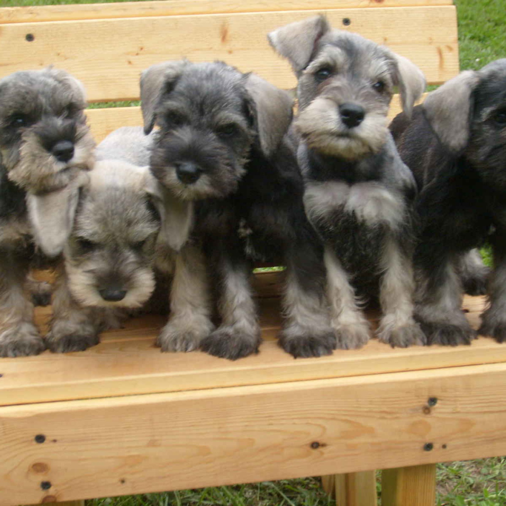 Щенки шнауцера на лавке
