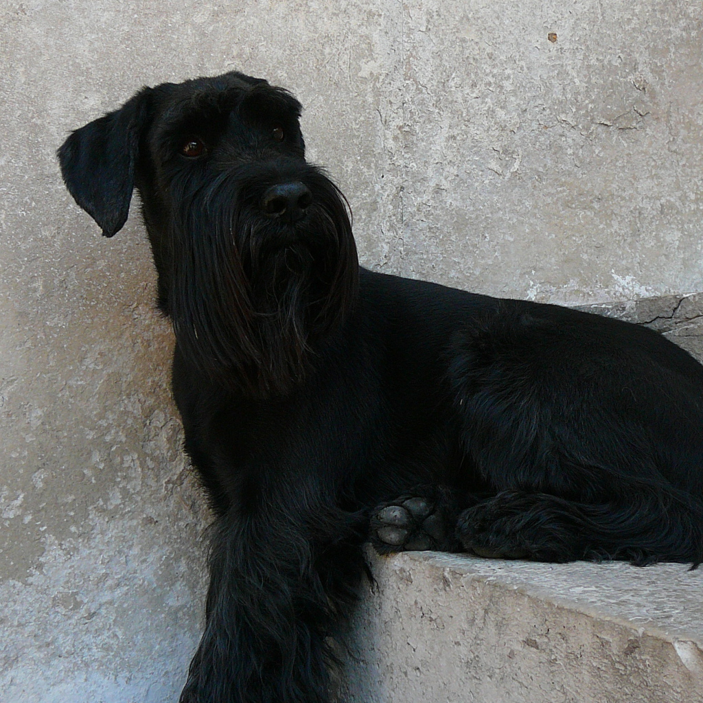 Шнауцер сидит на ступеньках