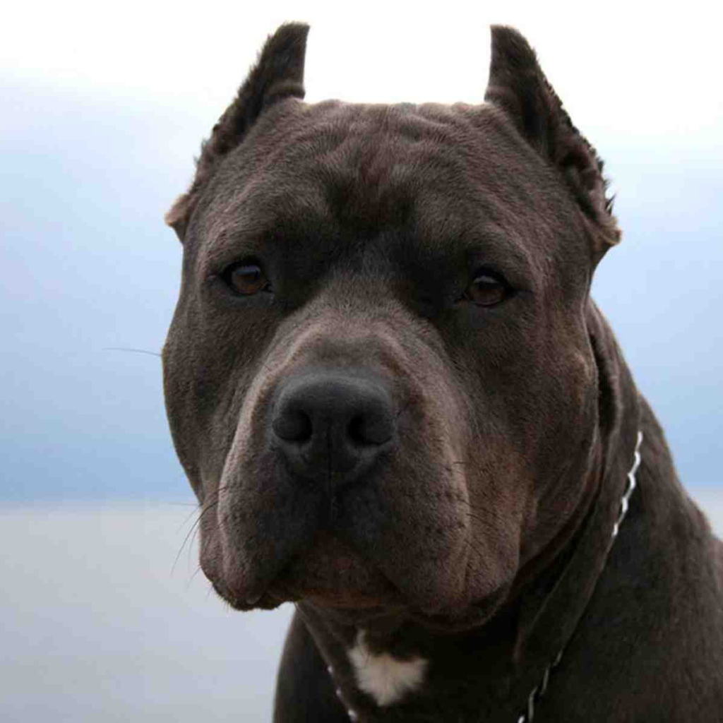 Серьезный взгляд питбуля