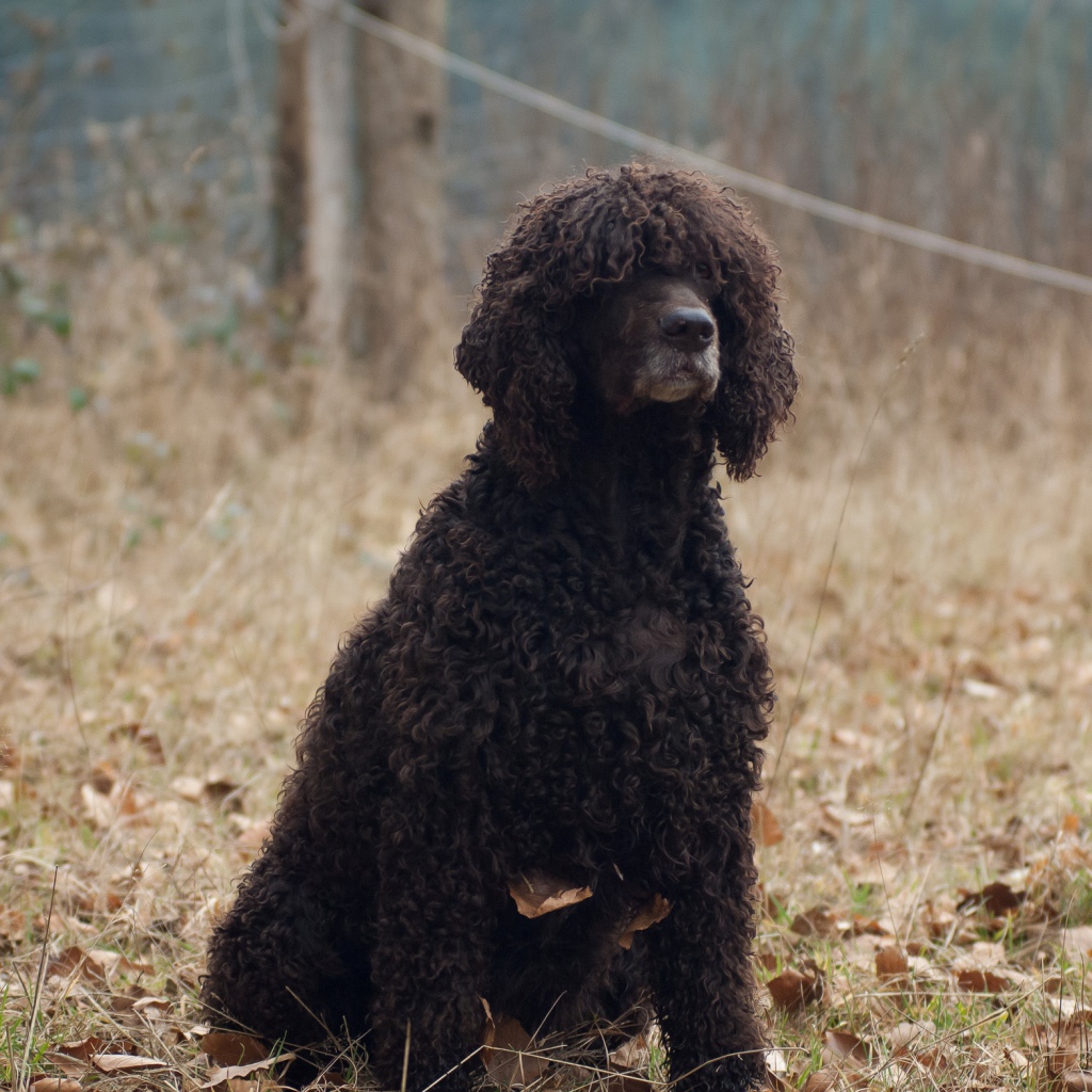 Лохматый ирландский водяной спаниель
