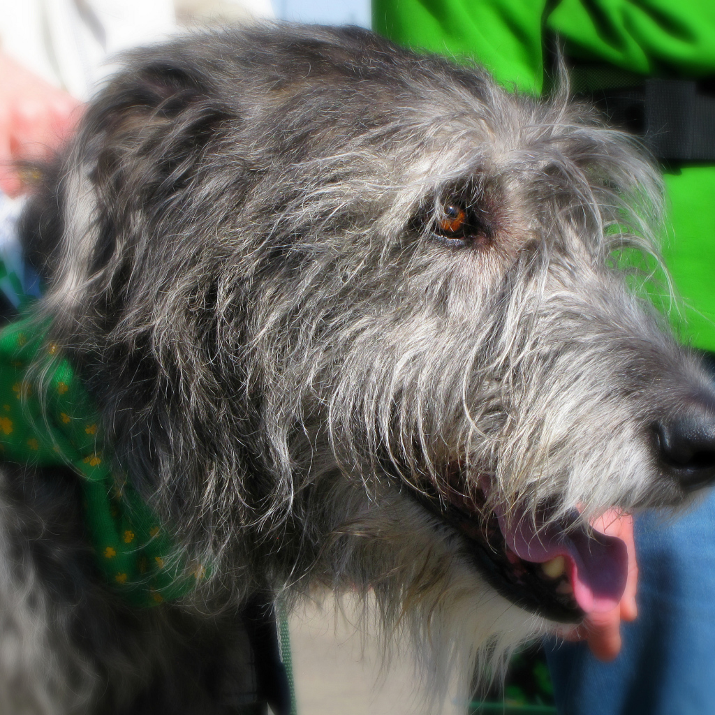 Лохматый ирландский волкодав