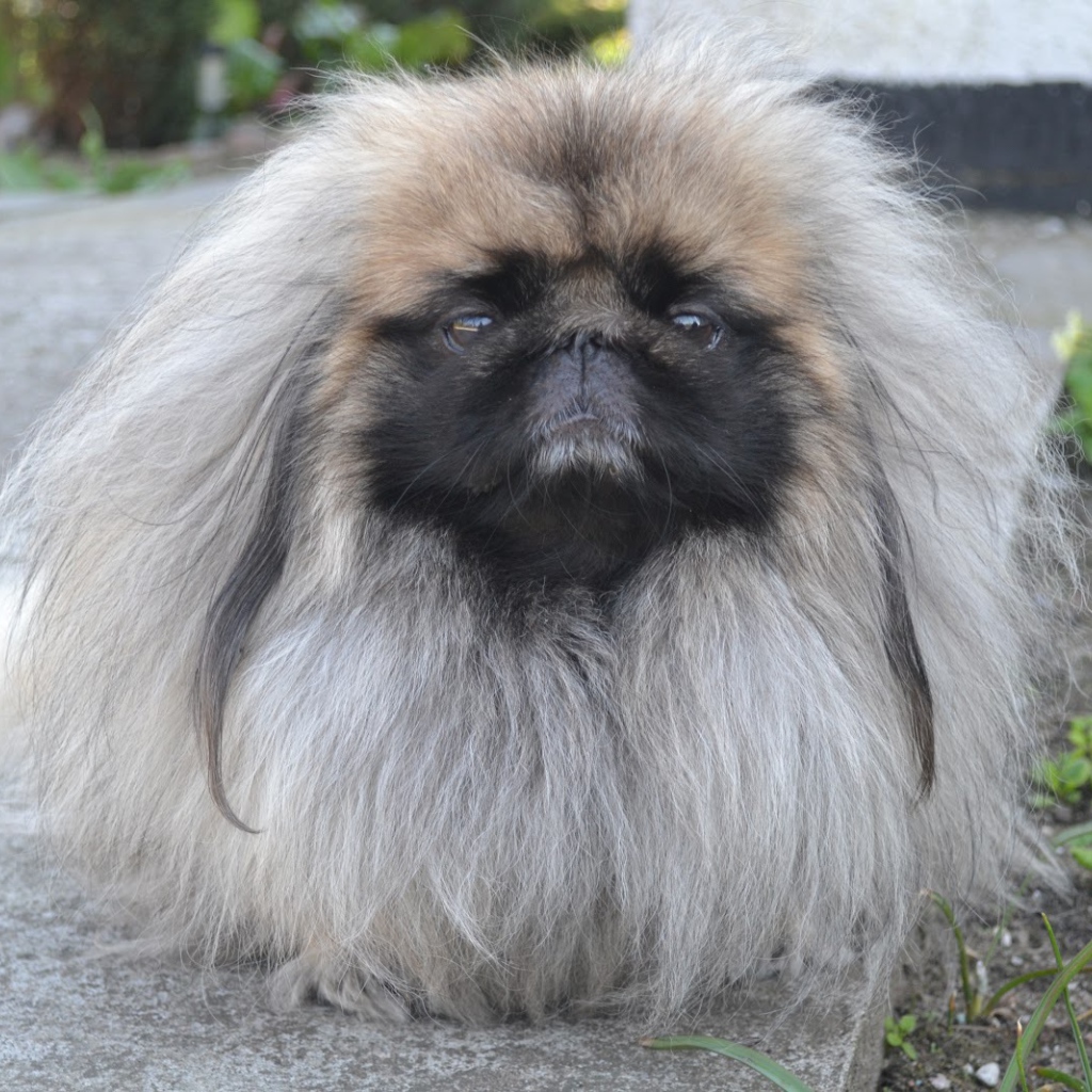 Лохматый пекинес на прогулке